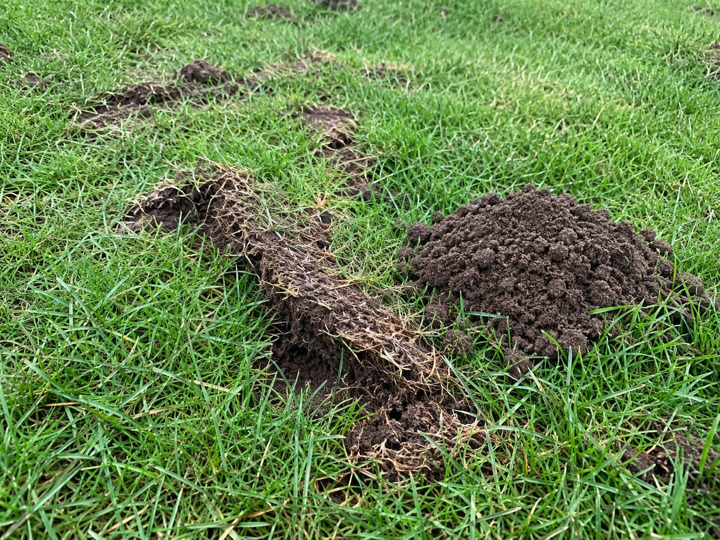 Professional Mole Control: raised tunnels and molehills in a lawn