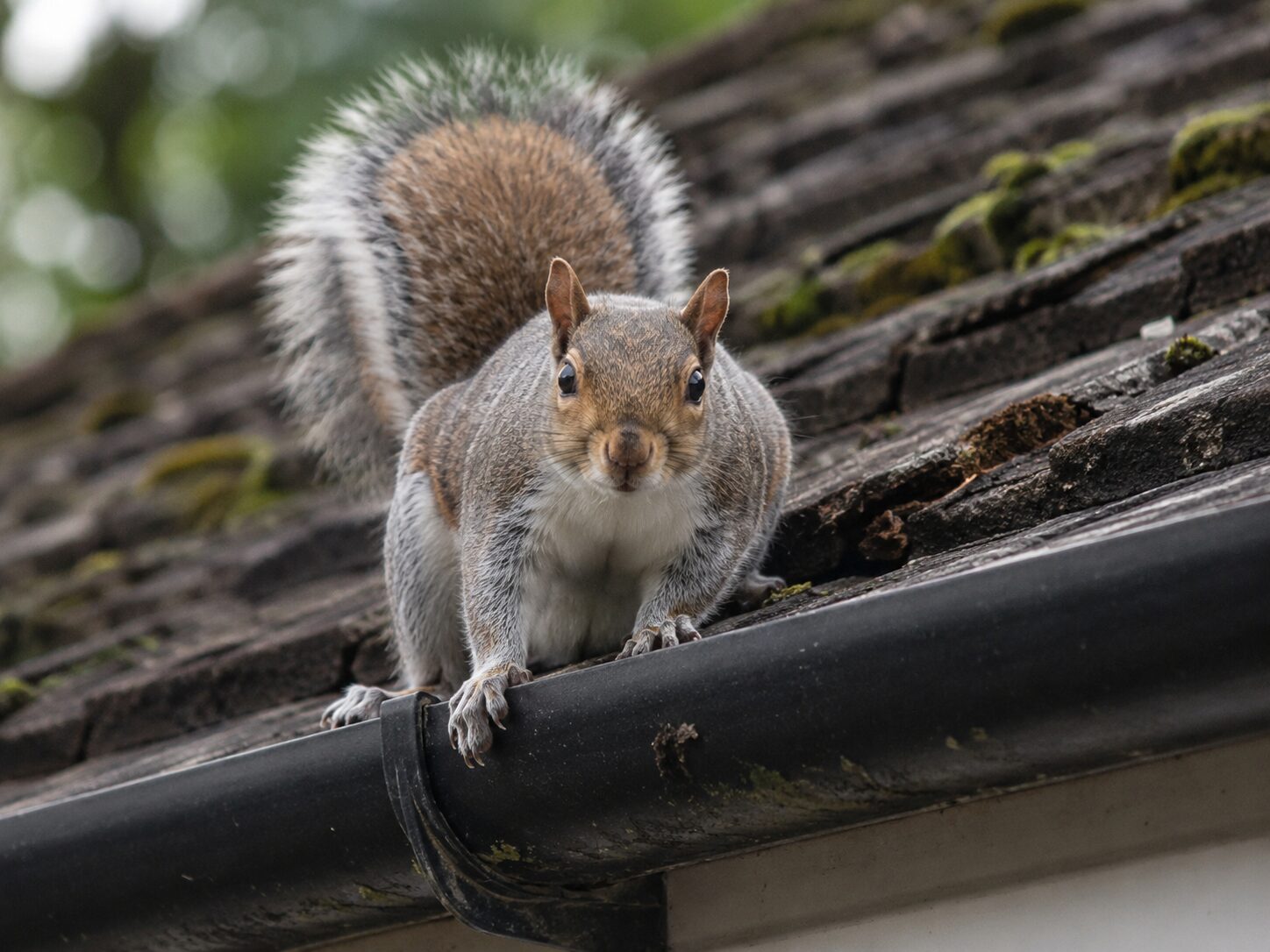 Squirrel Control Services: grey squirrel beside roof tiles and guttering