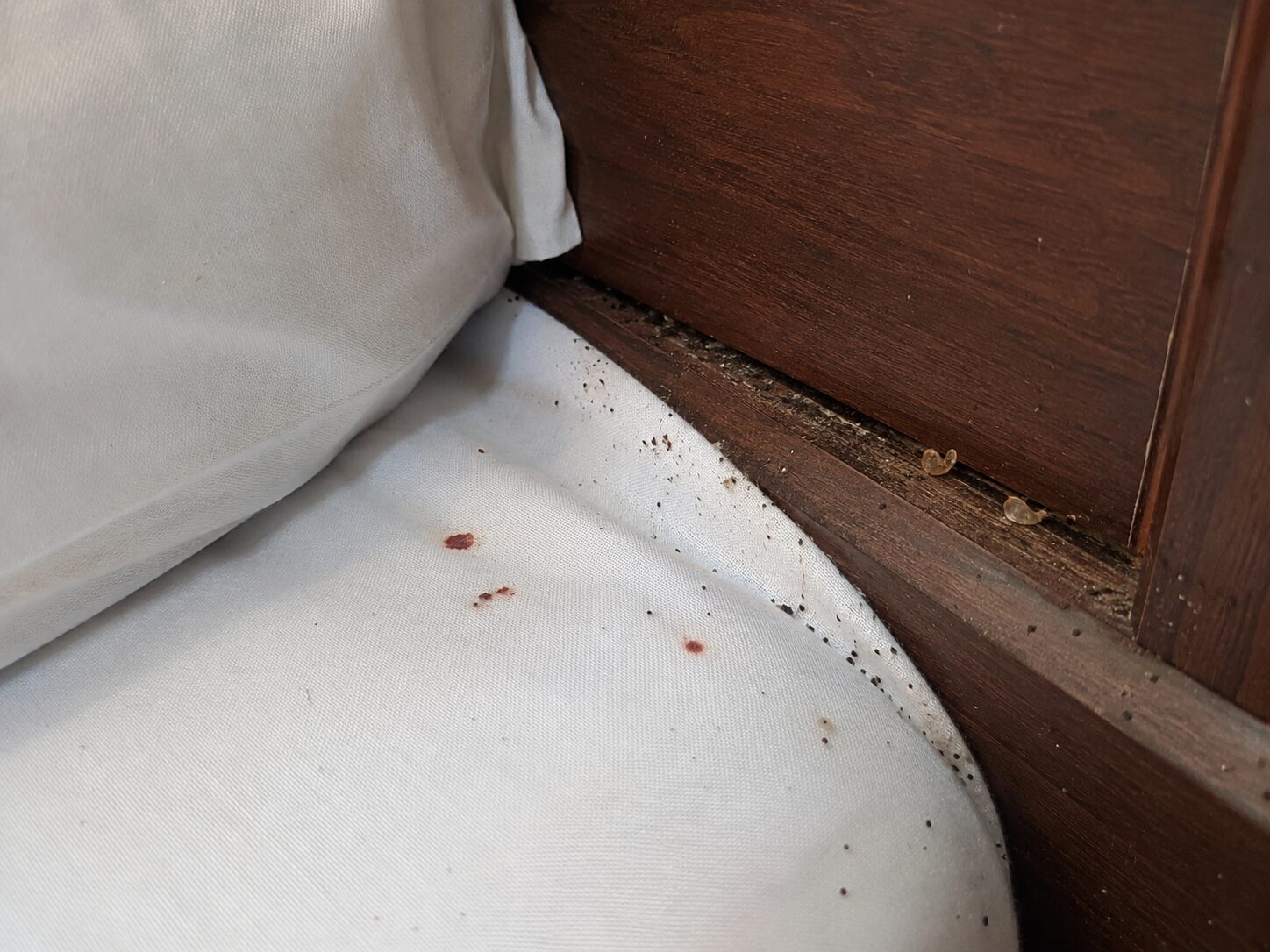 Bed Bug Pest Control: spotting and insect activity along a mattress edge