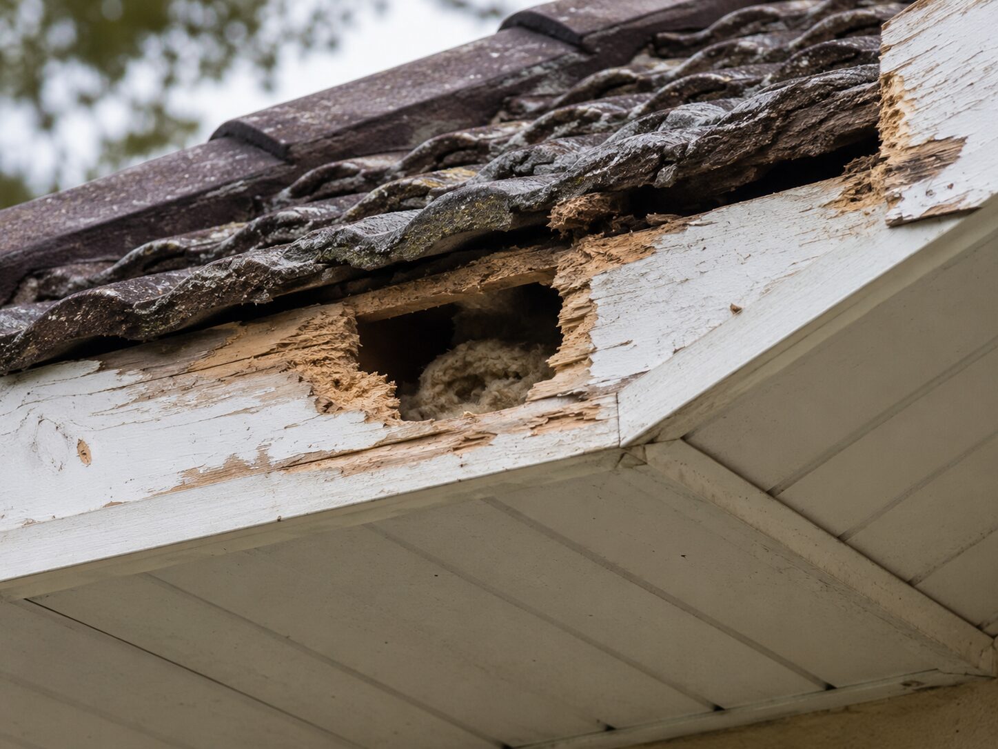 Squirrel Control Services: damaged timber fascia beneath roof tiles