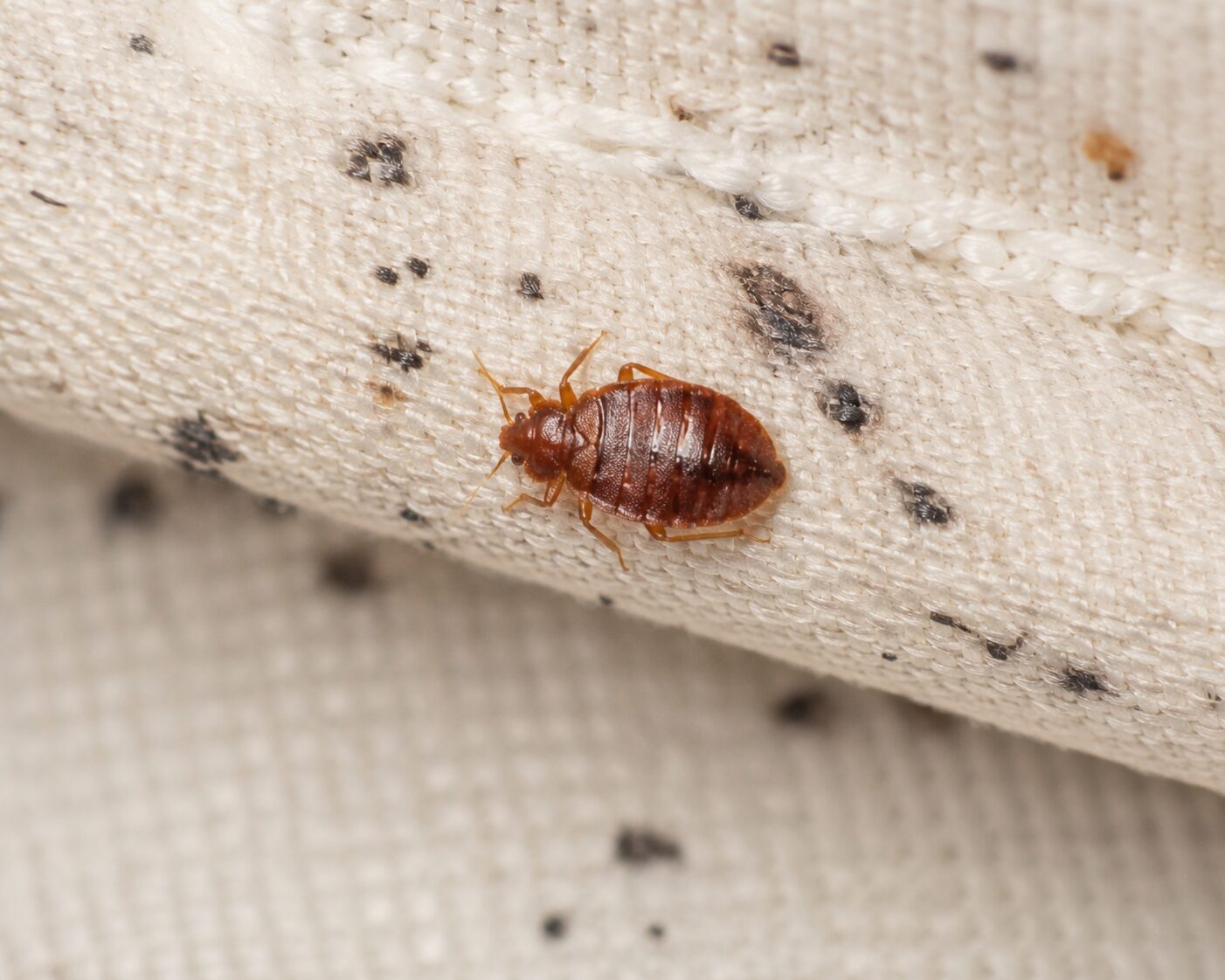 Bed Bug Pest Control: bed bug and dark spotting on a fabric seam