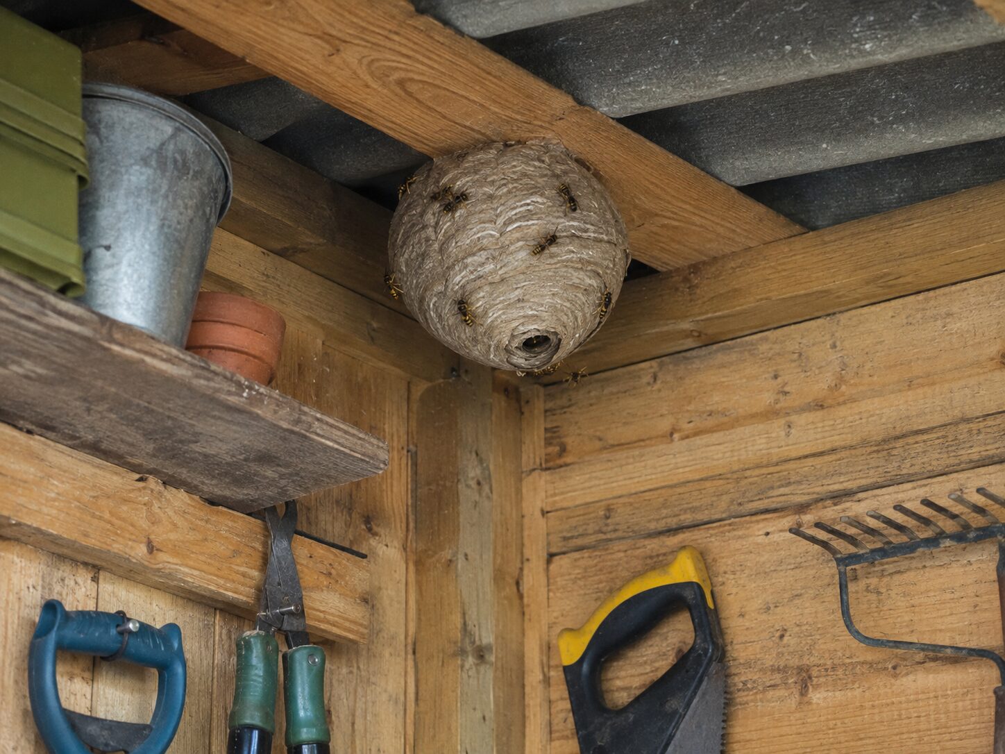 Wasp Pest Control: wasp nest inside a timber garden shed