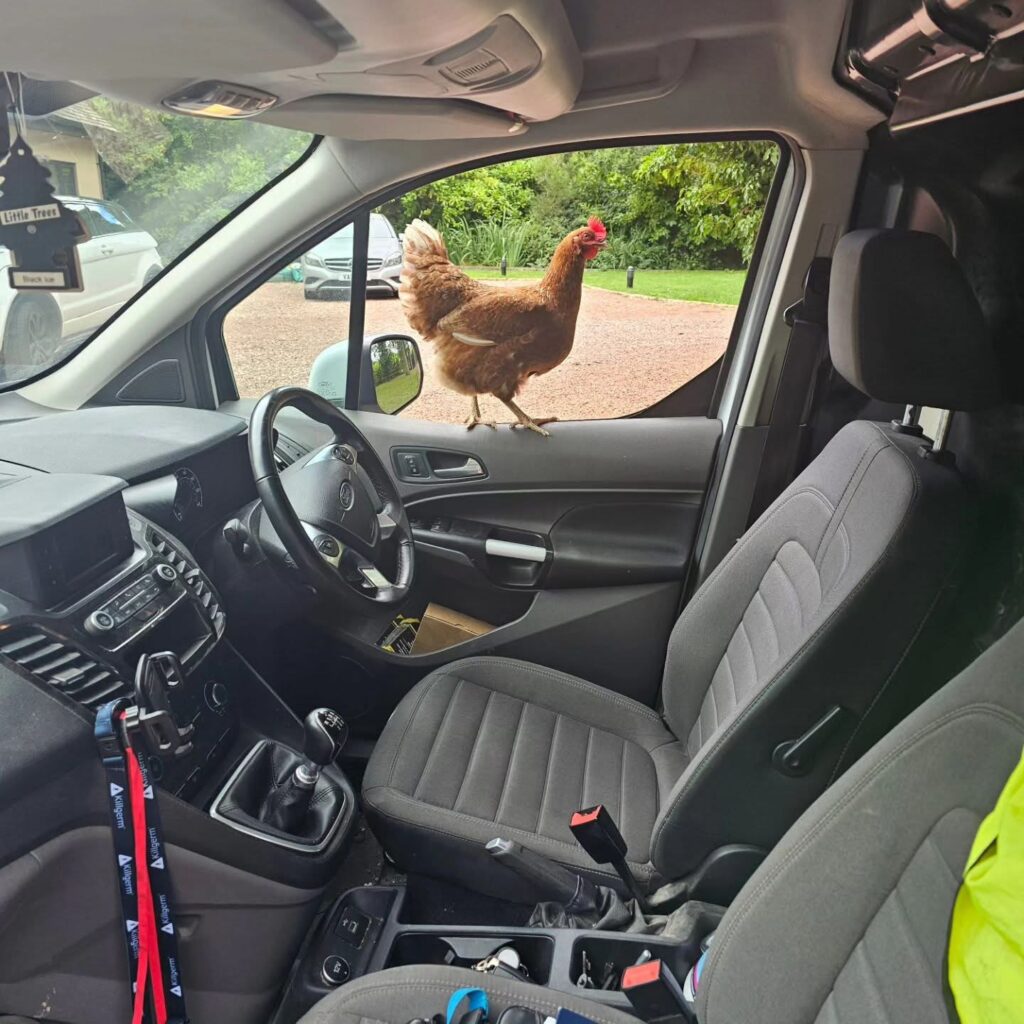 A Friendly Visitor on Site
