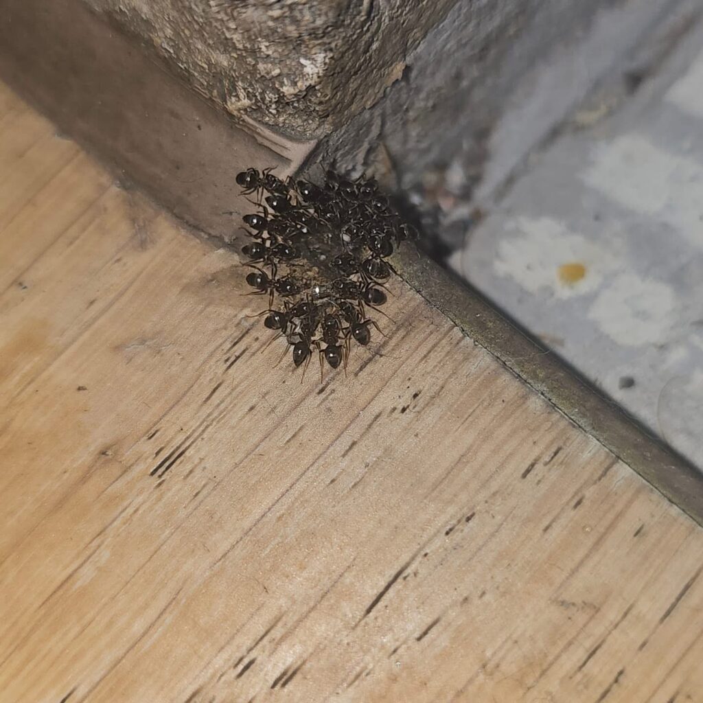 Ant Treatment in Canterbury