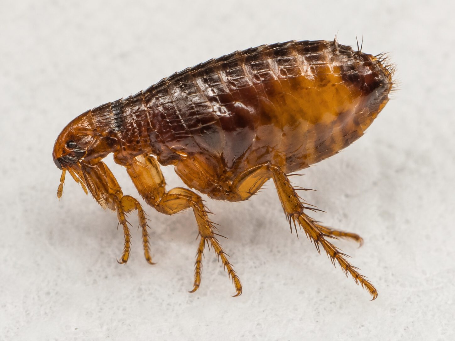 Flea Pest Control: close-up of an adult flea