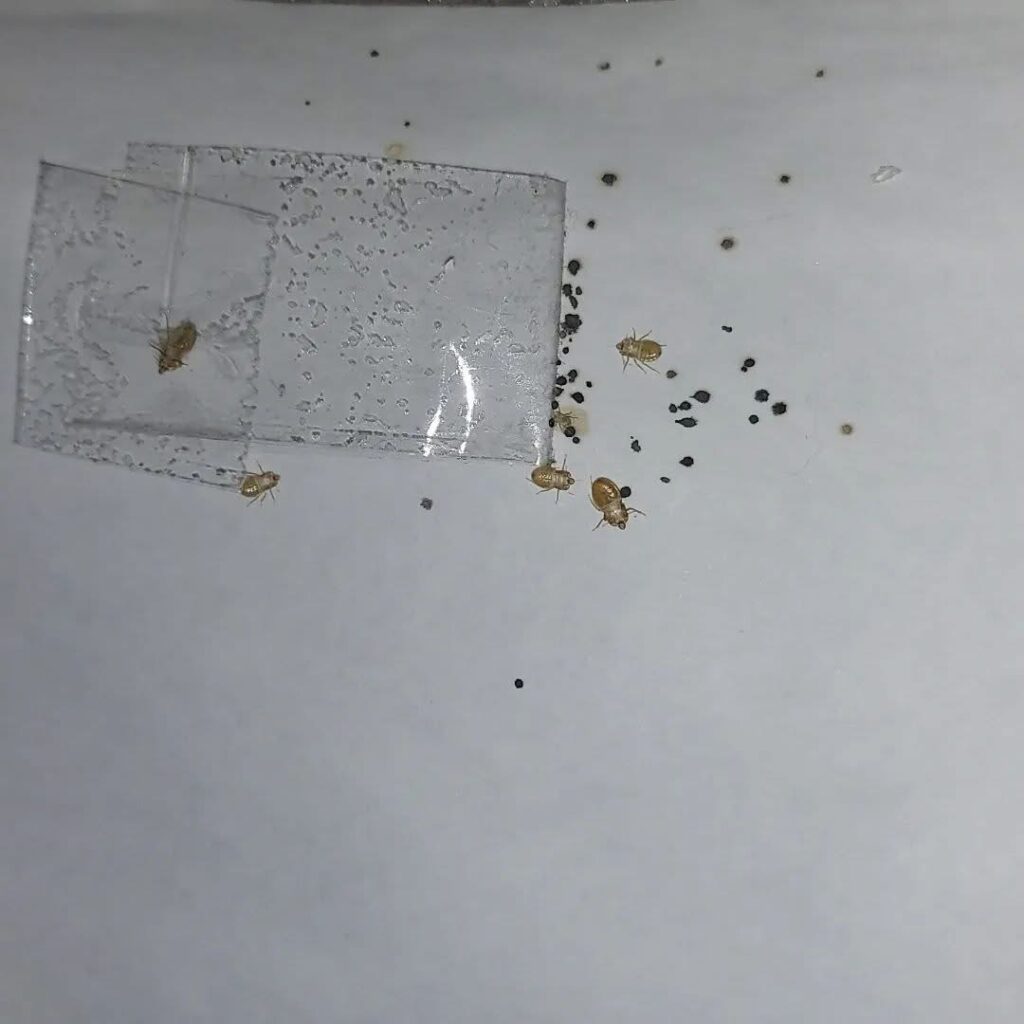 Bed Bug Treatment in Ashford