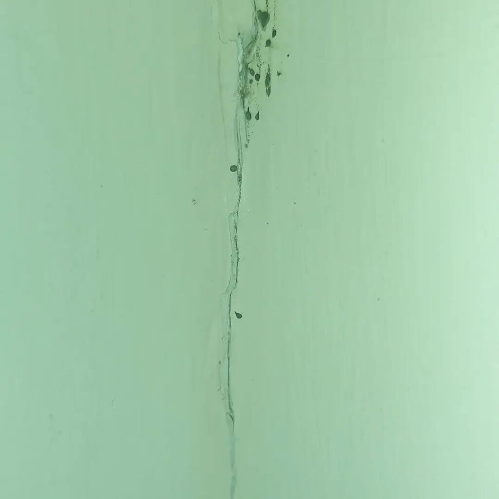 Bed Bug Treatment in Ashford