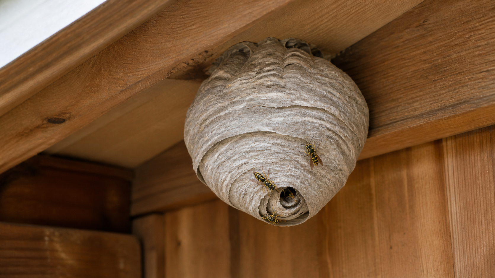 Wasp Pest Control: wasp nest attached beneath timber rafters