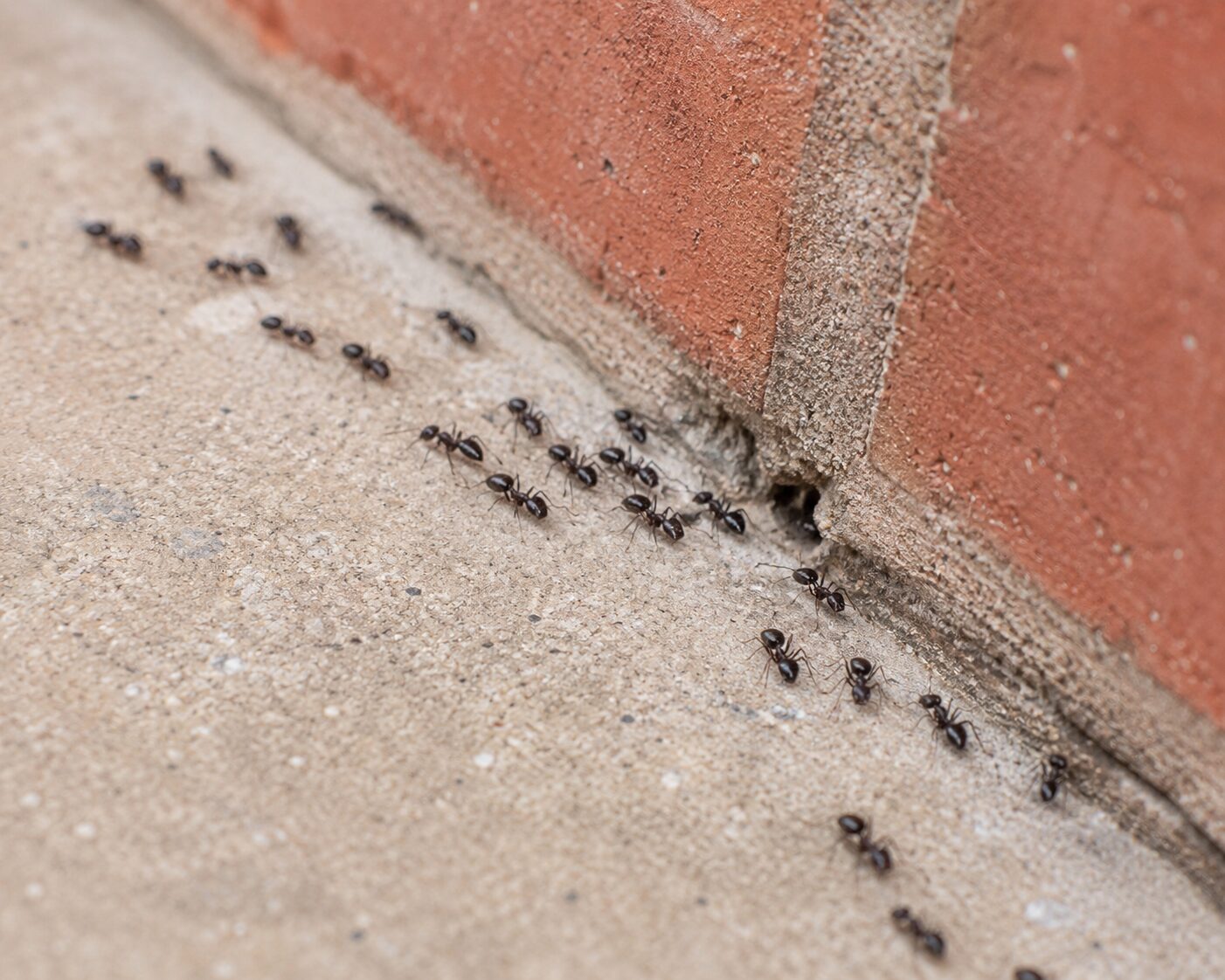 Ant Pest Control: trail of ants along the base of a brick wall