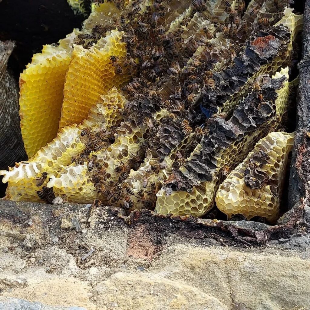 Honey Bee Hive Removal in Folkestone