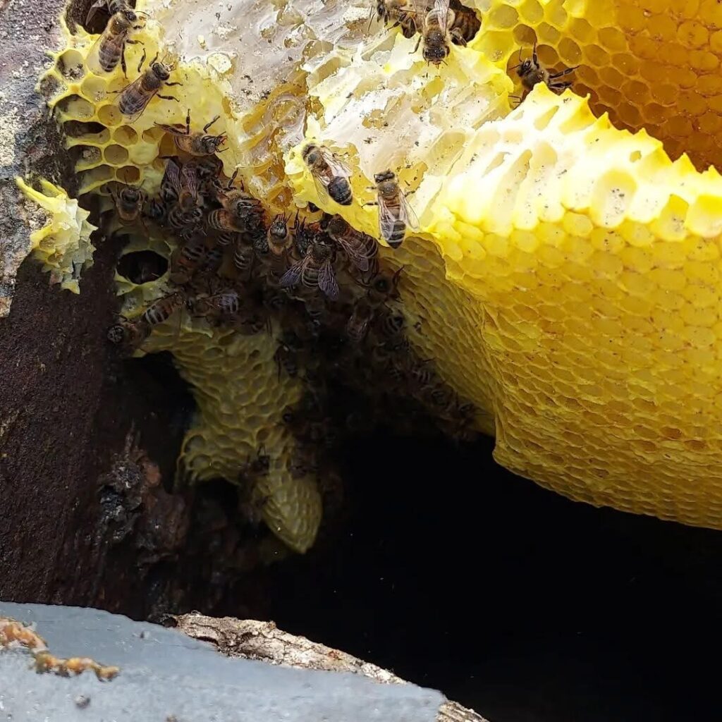 Honey Bee Hive Removal in Folkestone