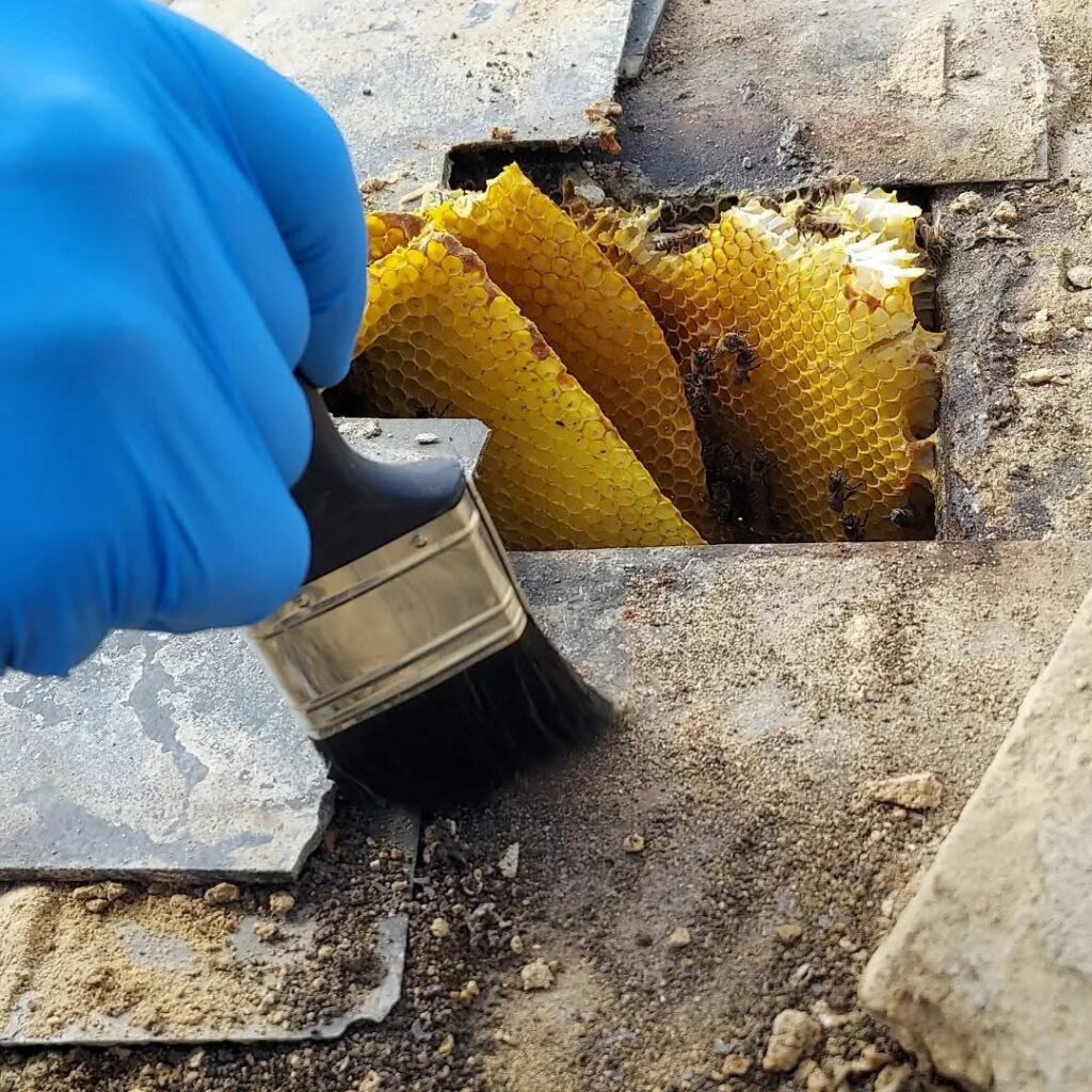 Honey Bee Hive Removal in Folkestone