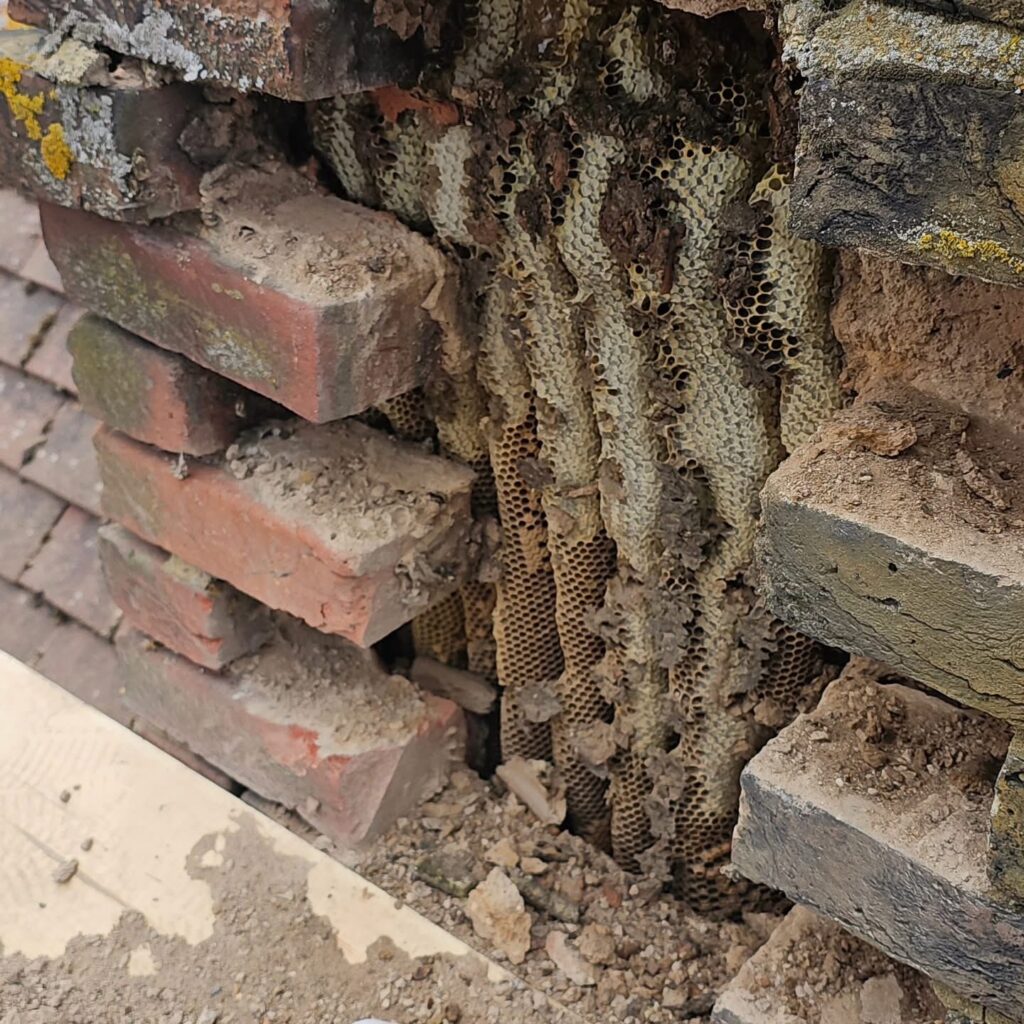 Honey Bee Relocation – Iwade, Kent