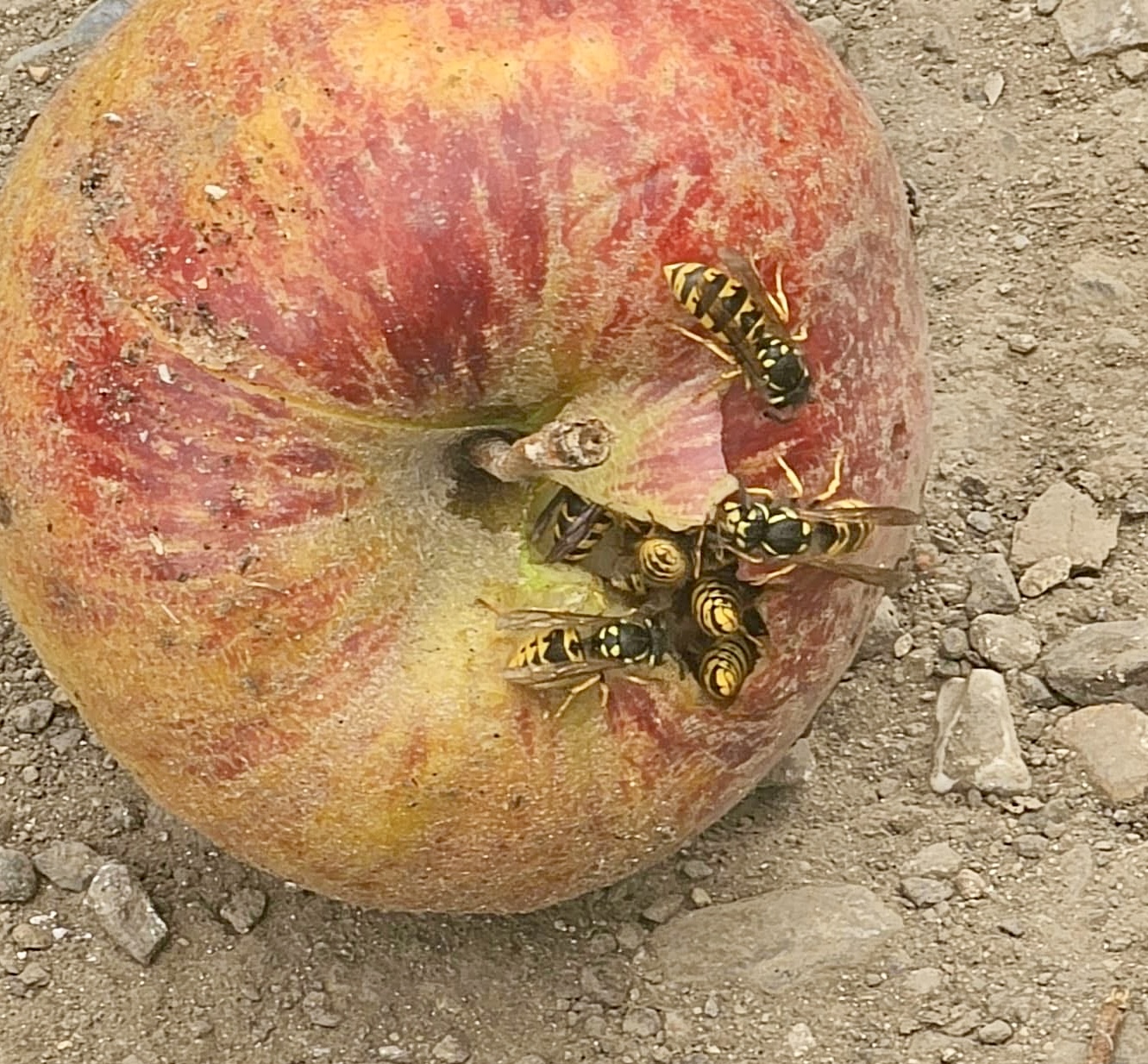 Wasp Pest Control: wasps feeding on a fallen apple