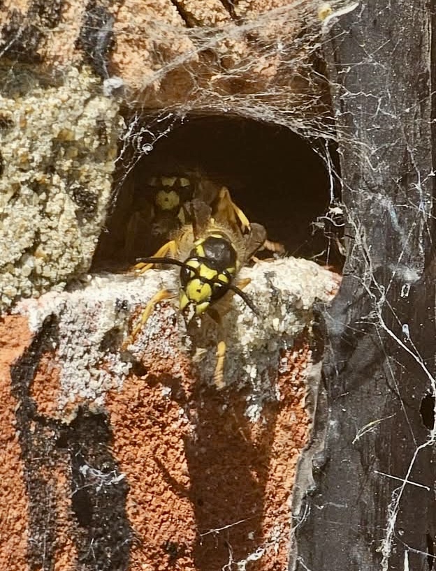 Wasp Pest Control: wasps entering a gap beside brickwork