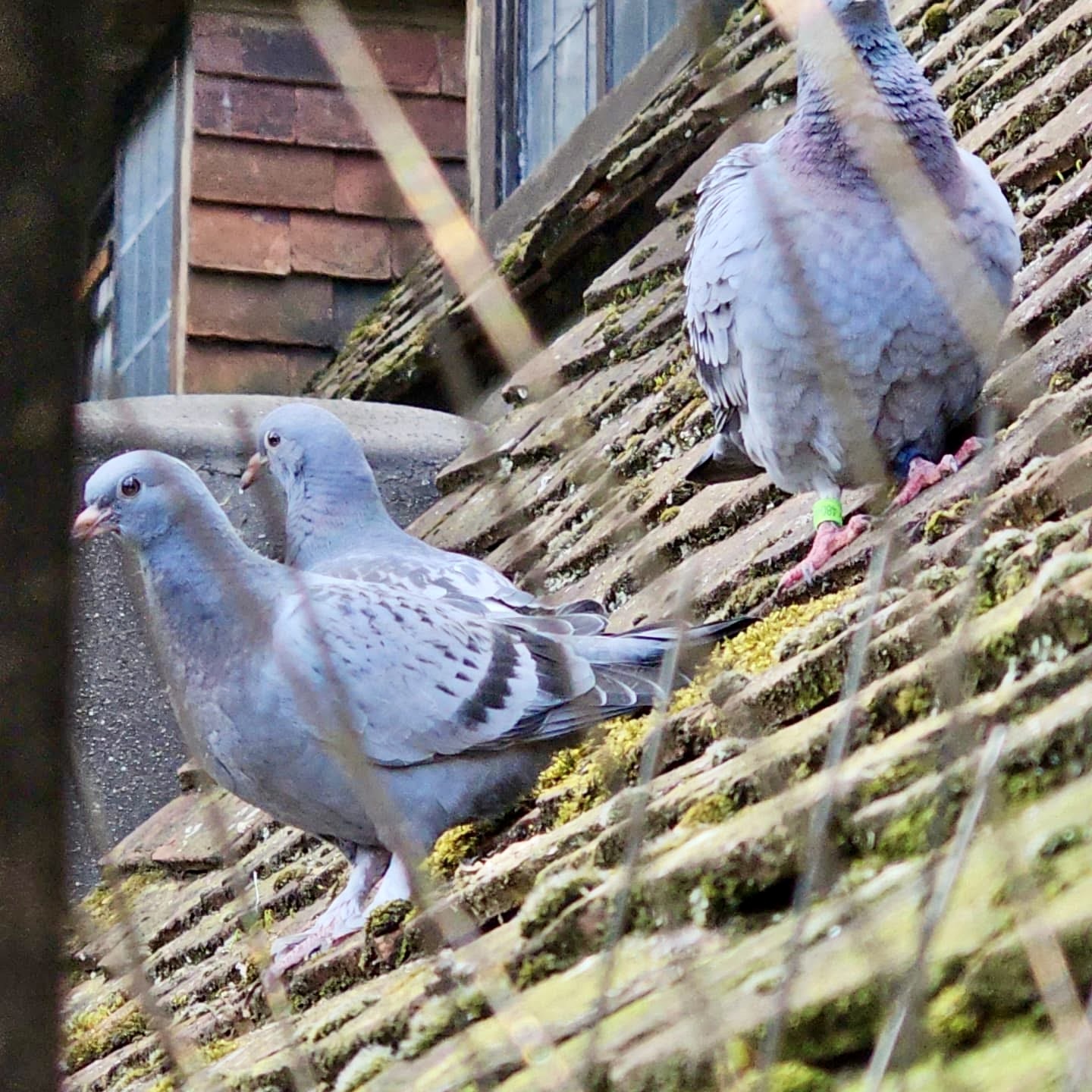 Bird Proofing Services: pigeons perched on a tiled roof