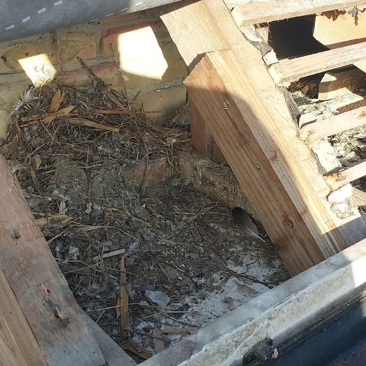 Bird Nest Removal & Roof Void Clean-Up