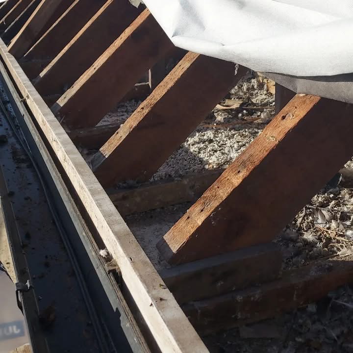 Bird Nest Removal & Roof Void Clean-Up