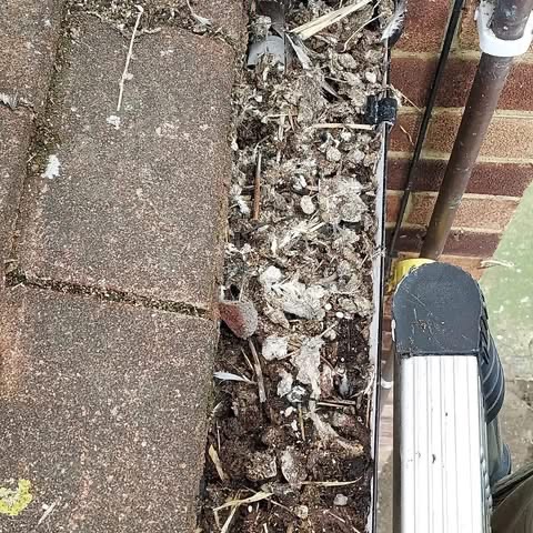 Bird Nest Removal & Roof Void Clean-Up