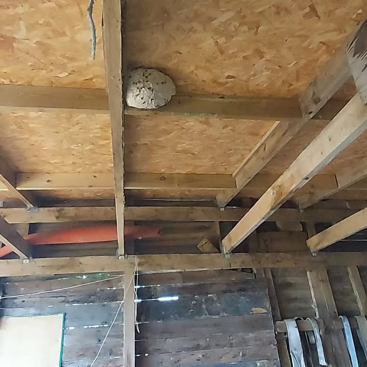 Large Wasp Nest Removed from Outbuilding