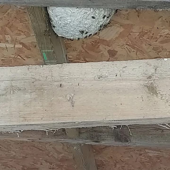 Large Wasp Nest Removed from Outbuilding