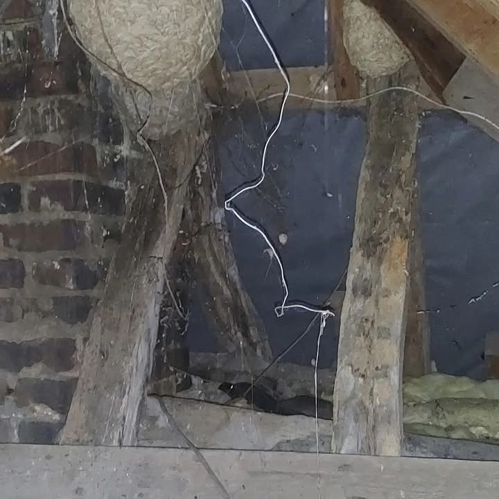 Multiple Wasp Nests Discovered in Loft - Hastingleigh, Kent