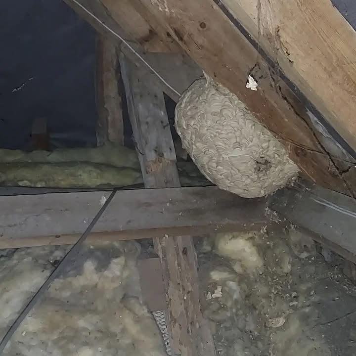Multiple Wasp Nests Discovered in Loft - Hastingleigh, Kent