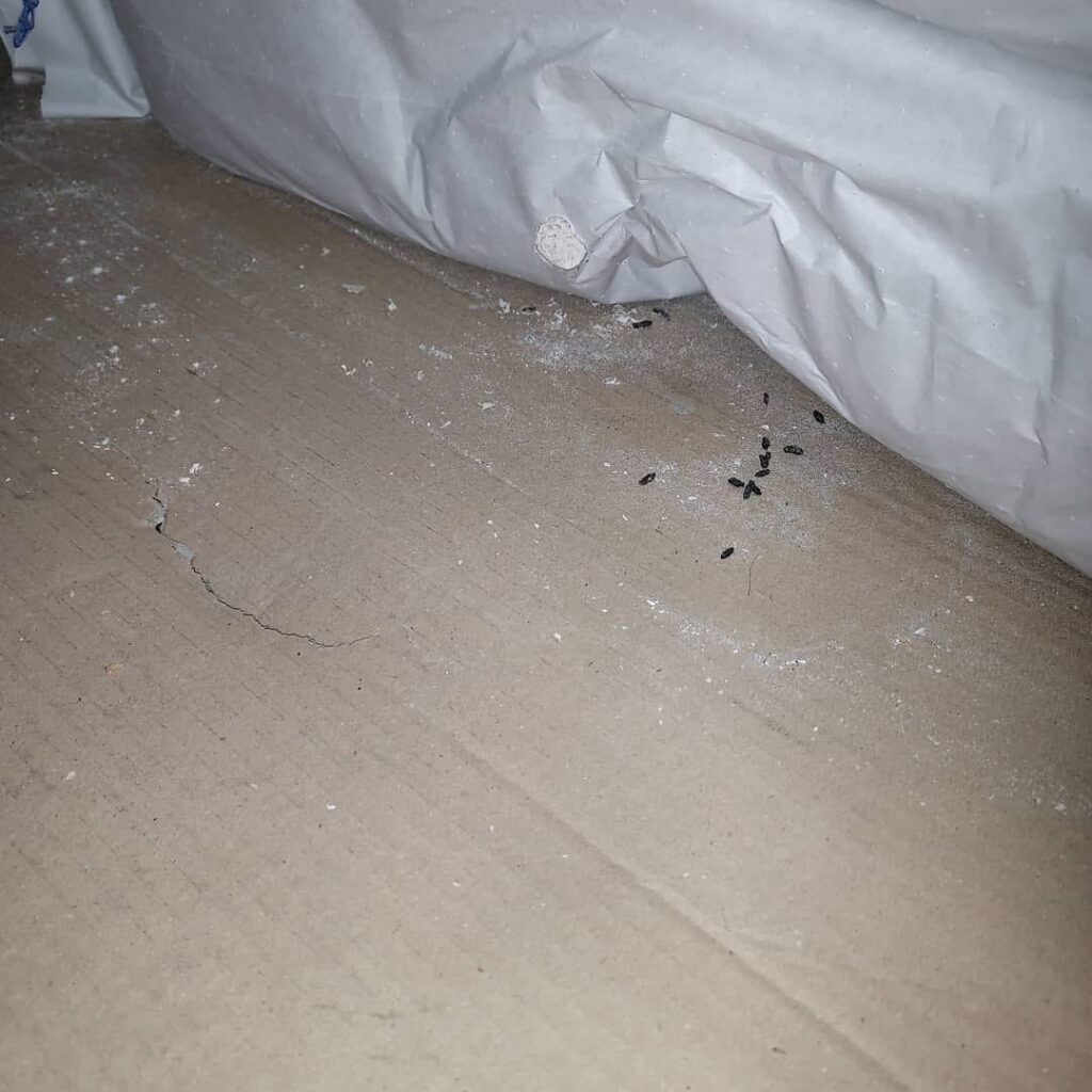 Evidence of Rat Activity – Hawkhurst, Kent