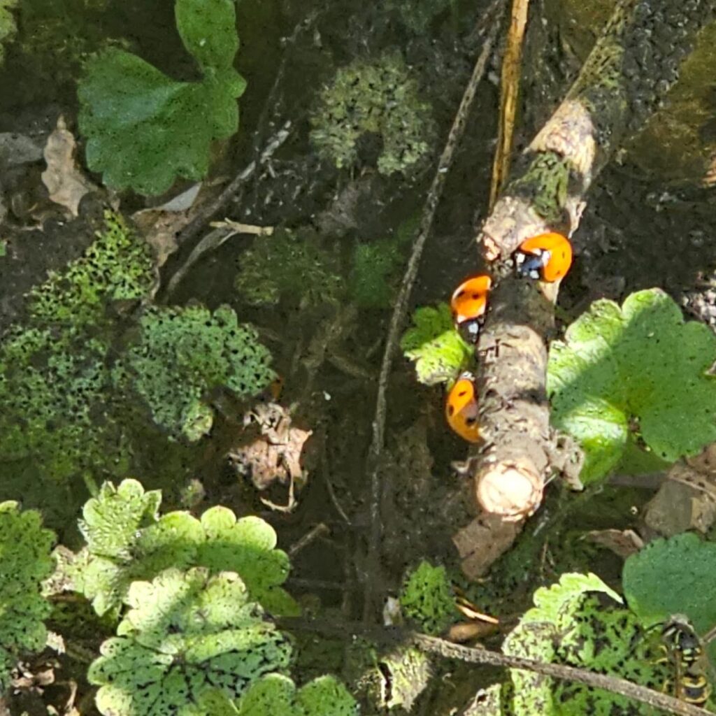 Ladybird Activity