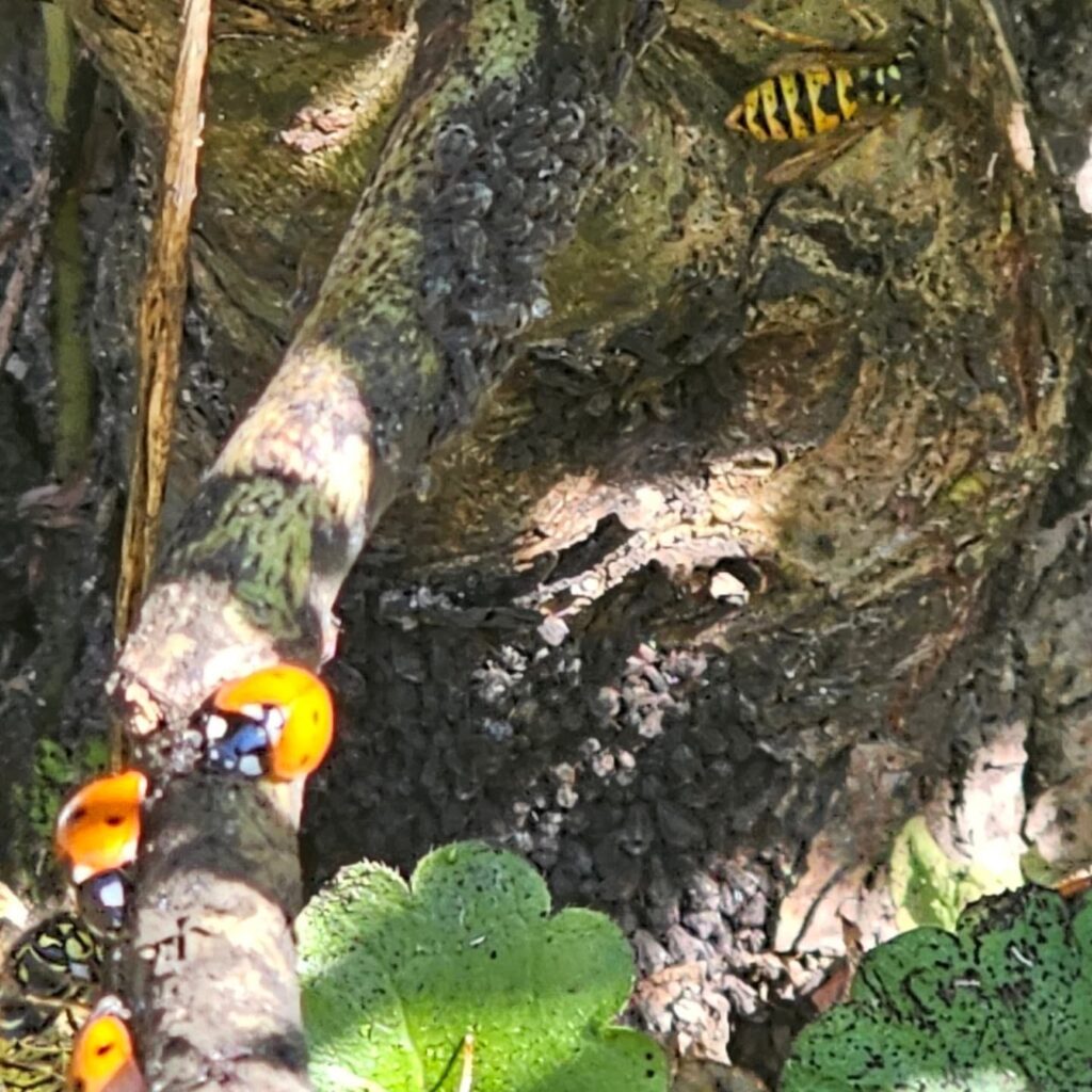 Ladybird Activity