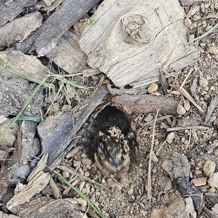 Mining Bees in Maidstone, Kent