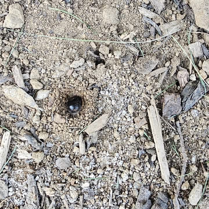 Mining Bees in Maidstone, Kent