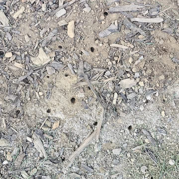 Mining Bees in Maidstone, Kent