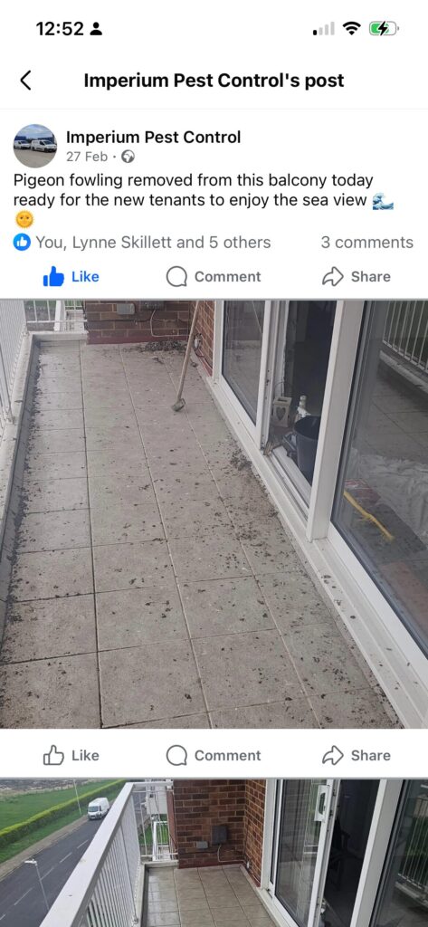 Pigeon Fouling Clean-Up
