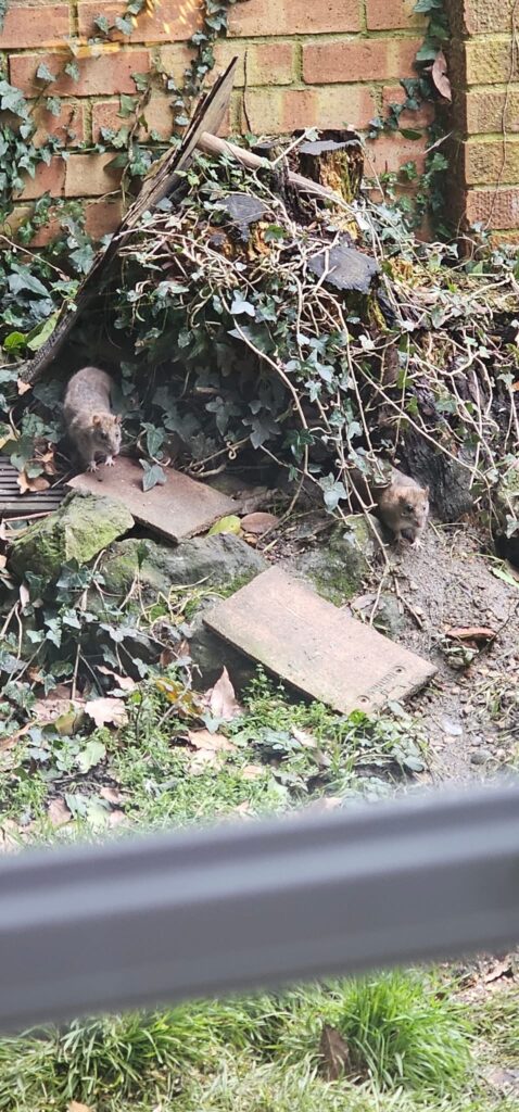 Rat Activity Identified in Ashford, Kent