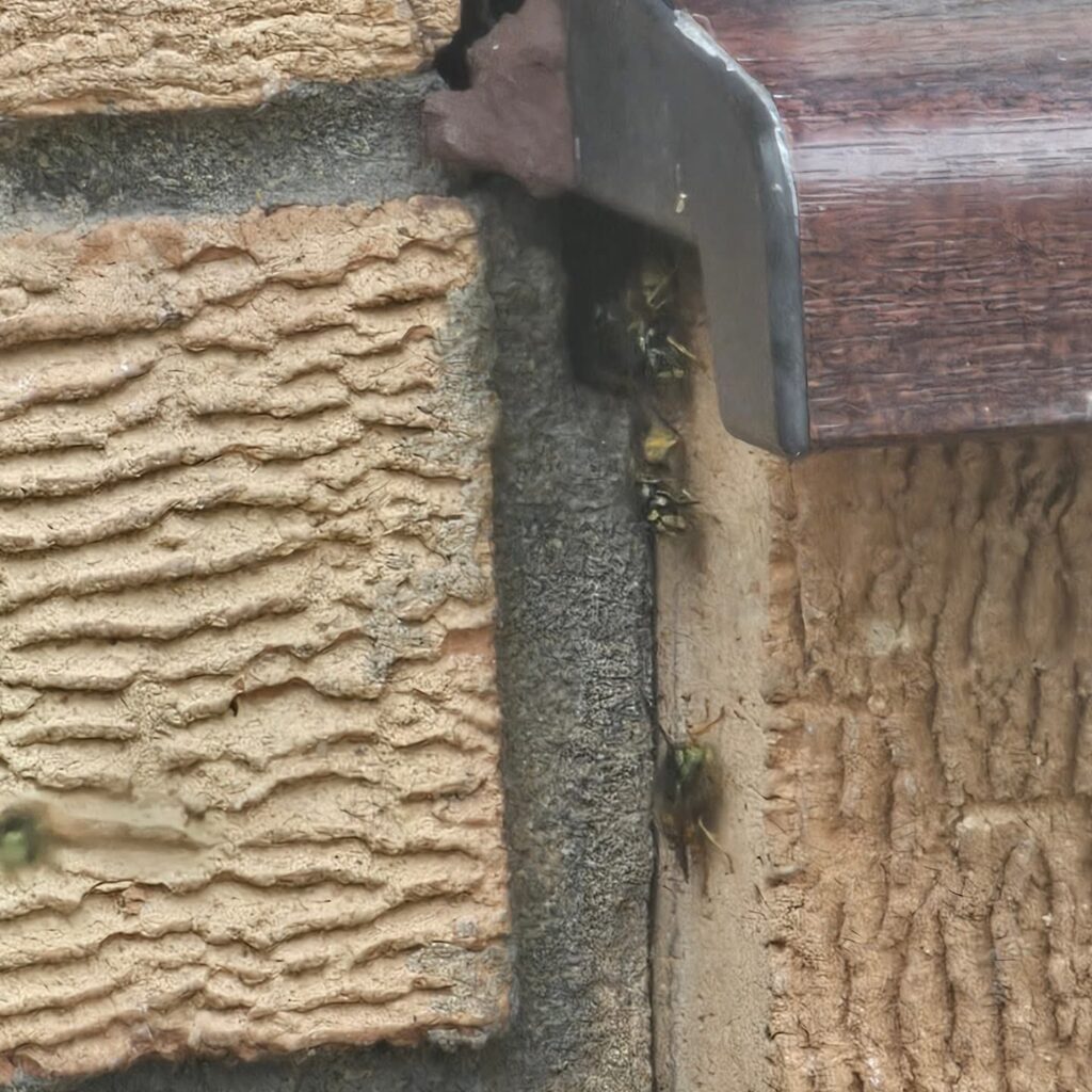 Wasp Nest Removal Ashford, Kent