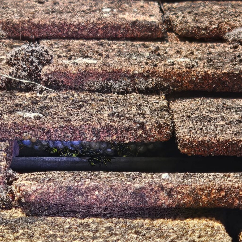 Wasp Nest Removal Ashford, Kent