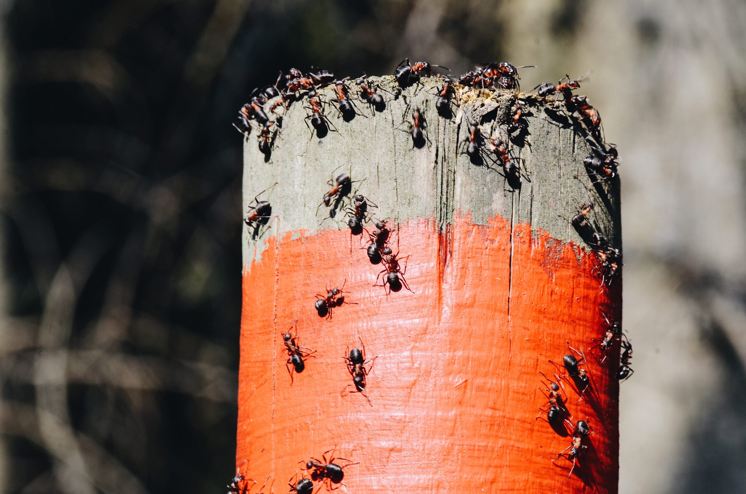 Ant Pest Control: ants crawling over a painted wooden post