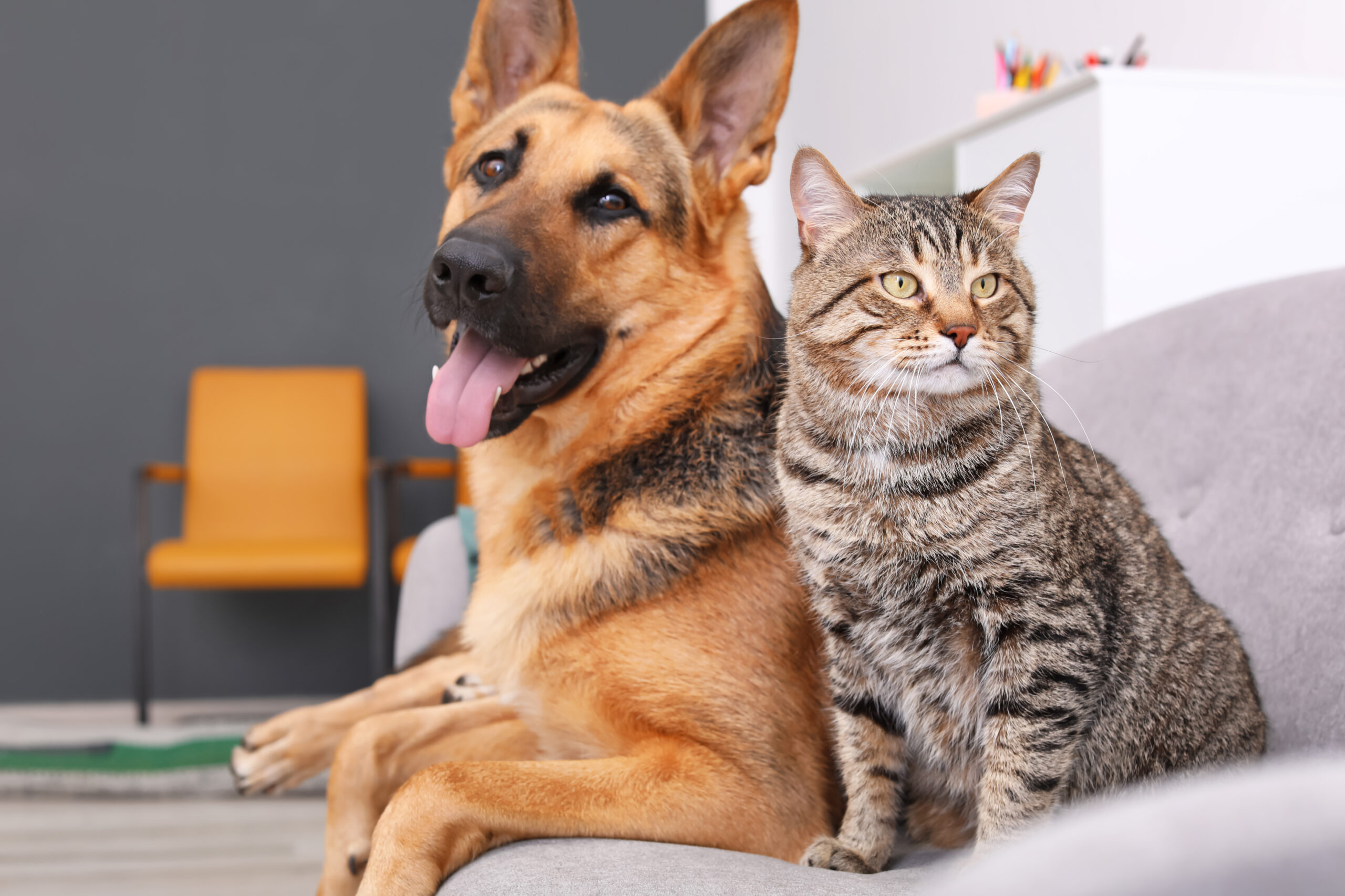 Flea Pest Control: dog and cat resting together on a sofa