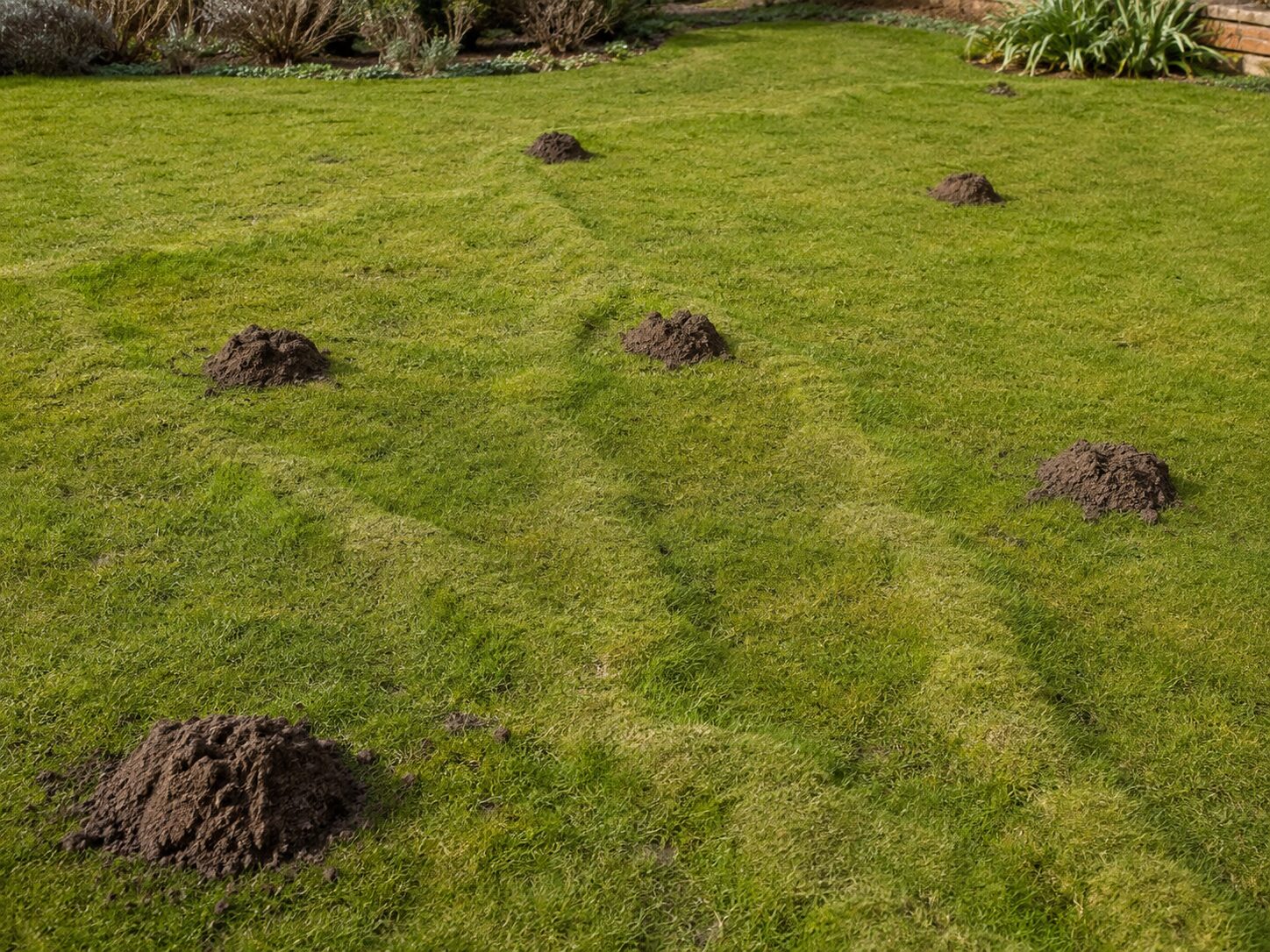 Professional Mole Control: molehills across a garden lawn