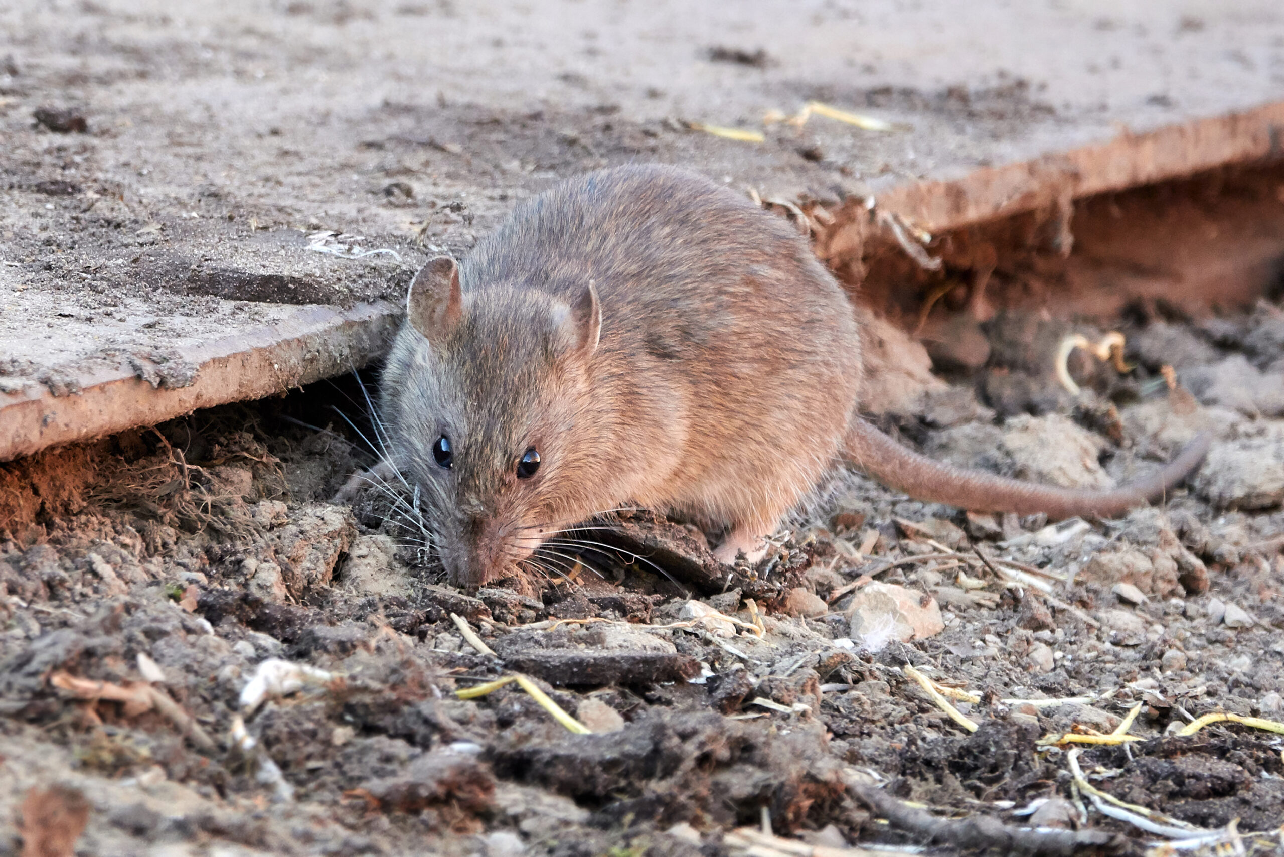 Rats and Mice Pest Control: brown rat foraging outdoors