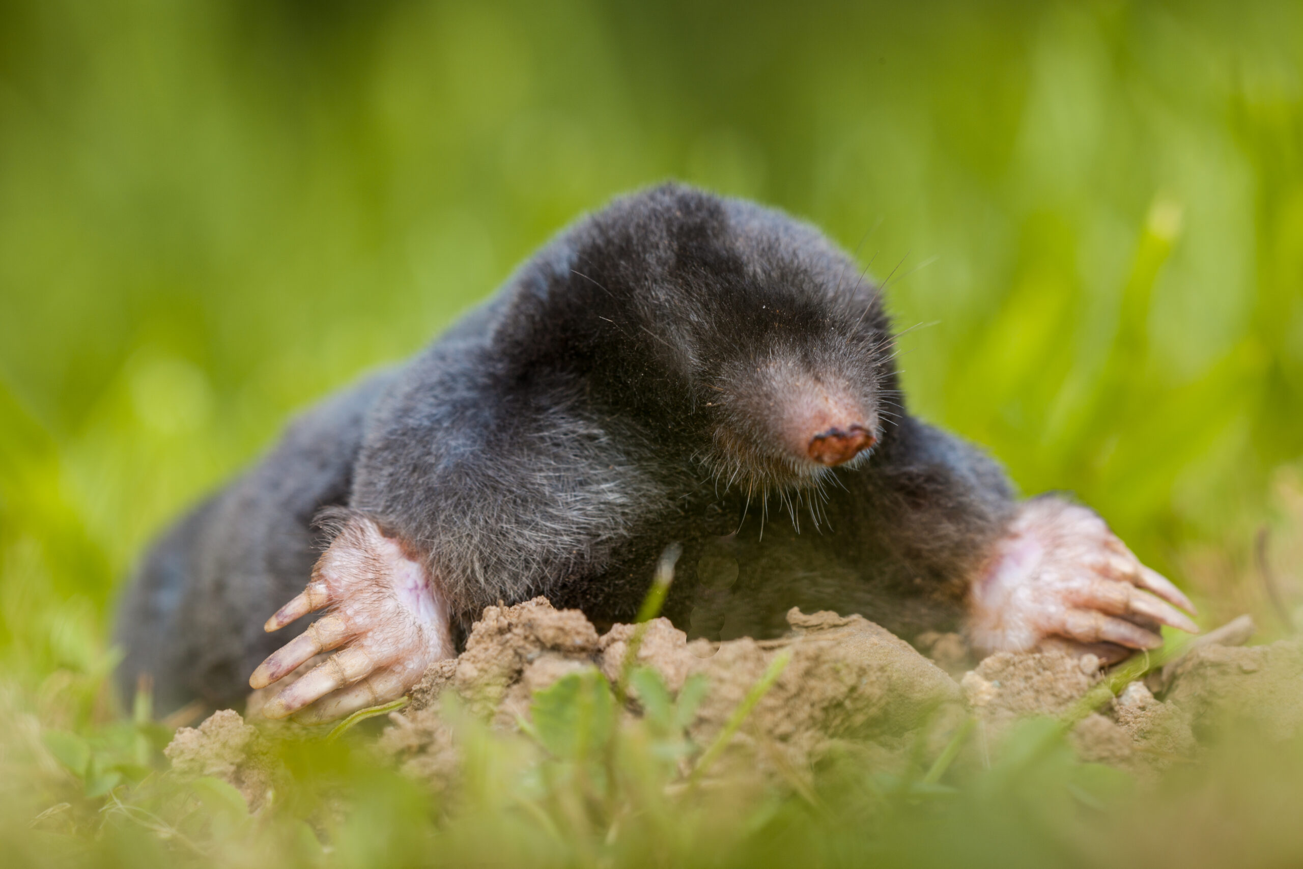Professional Mole Control Across Ashford, Kent & East Sussex: mole emerging from the ground