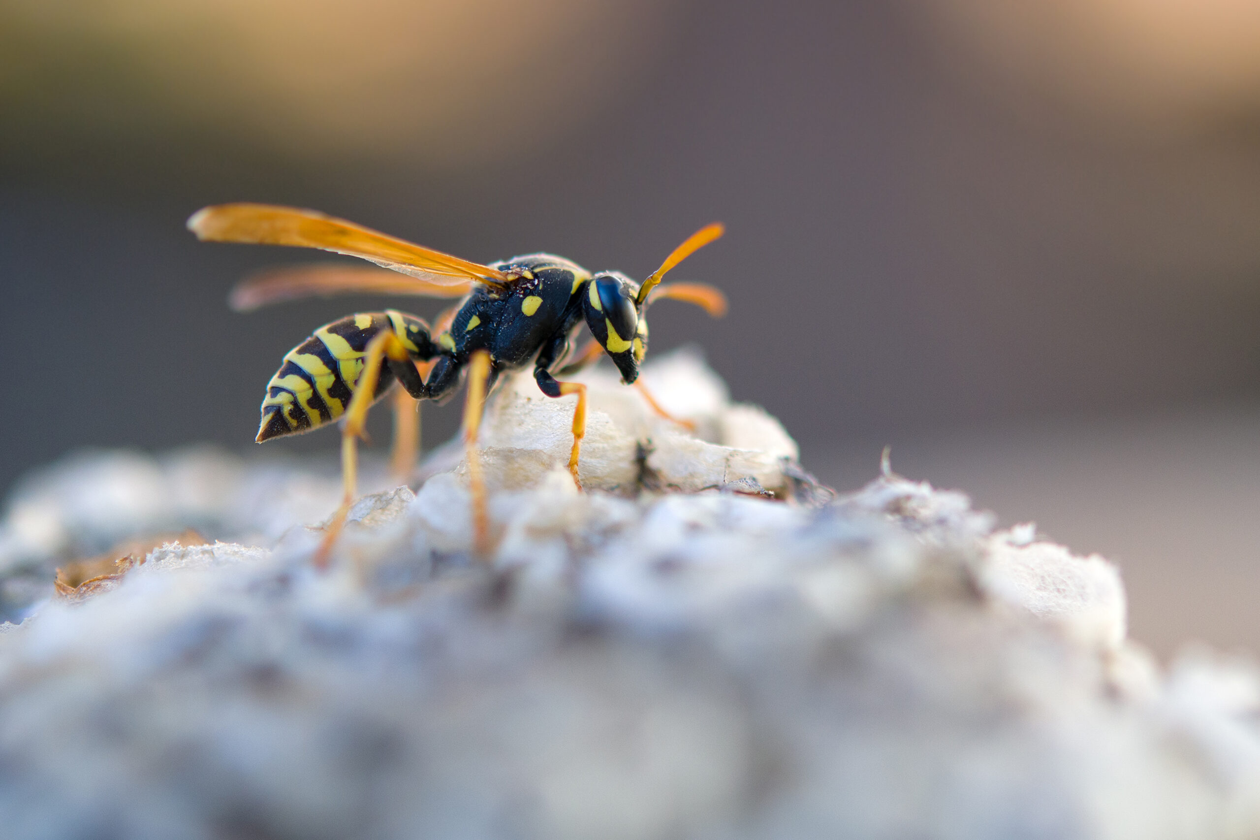Emergency Pest Control Call-Outs: close-up of a wasp on its nest