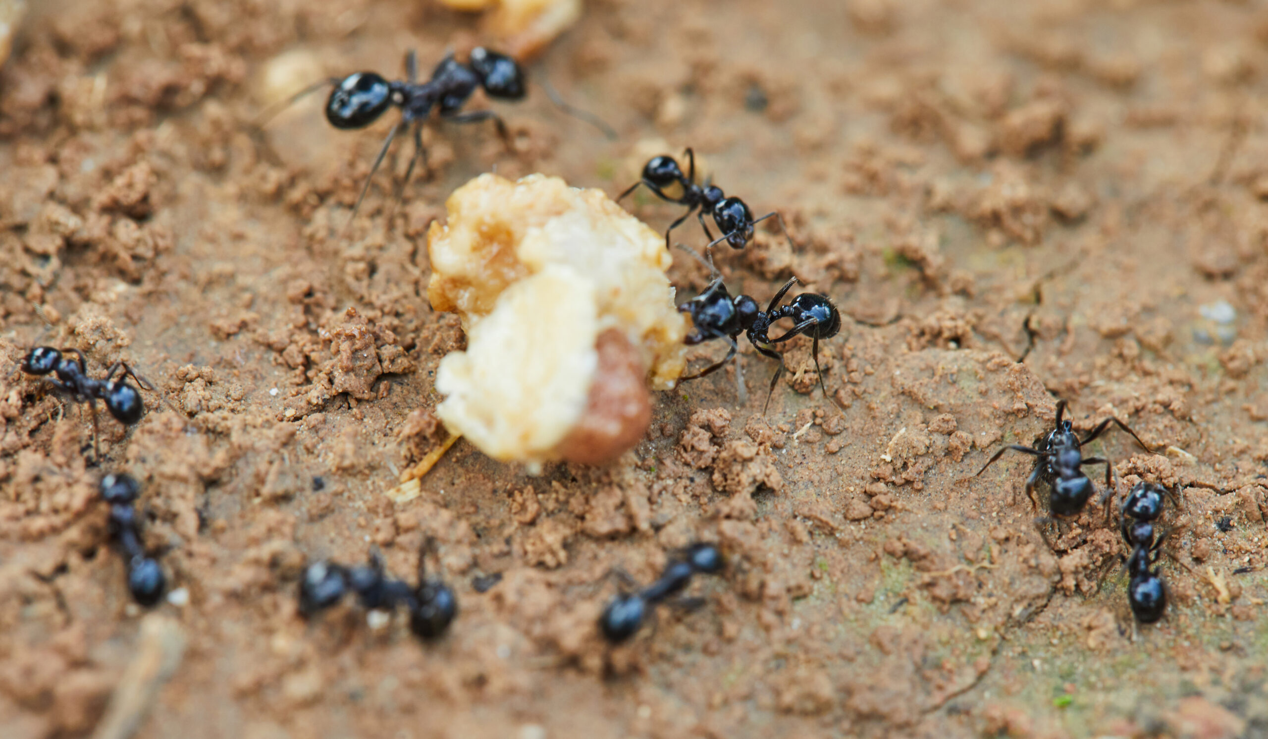 Ant Pest Control: ants carrying food across the ground