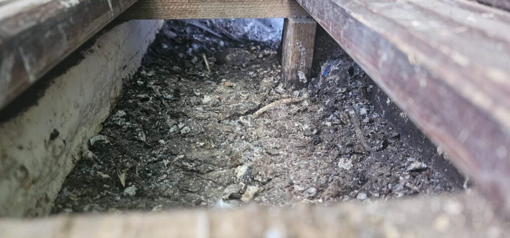 Pigeon Control and Bird Deterrent in Ashford, Kent