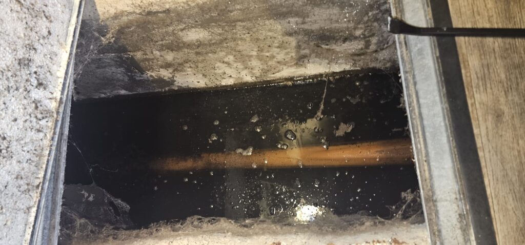 Drain Fly Investigation