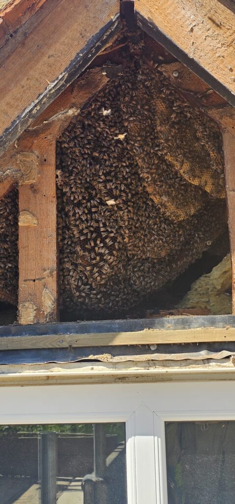 Honeybee Colony Removal in Faversham