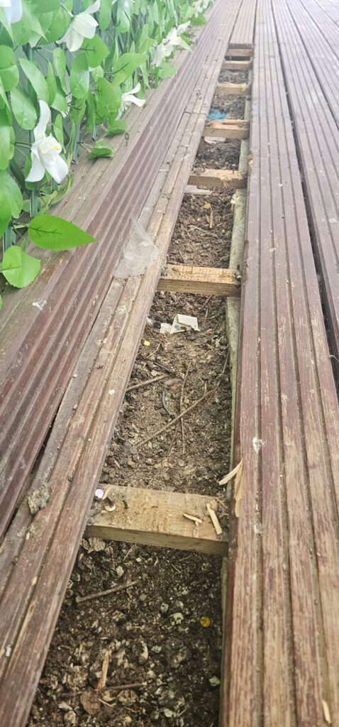 Pigeon Control and Bird Deterrent in Ashford, Kent