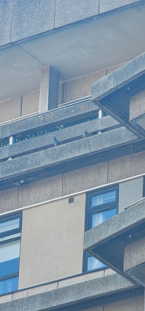 Pigeon Control and Bird Deterrent in Ashford, Kent