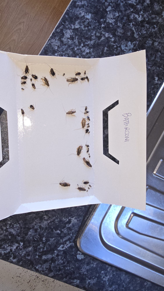 German Cockroach Infestation